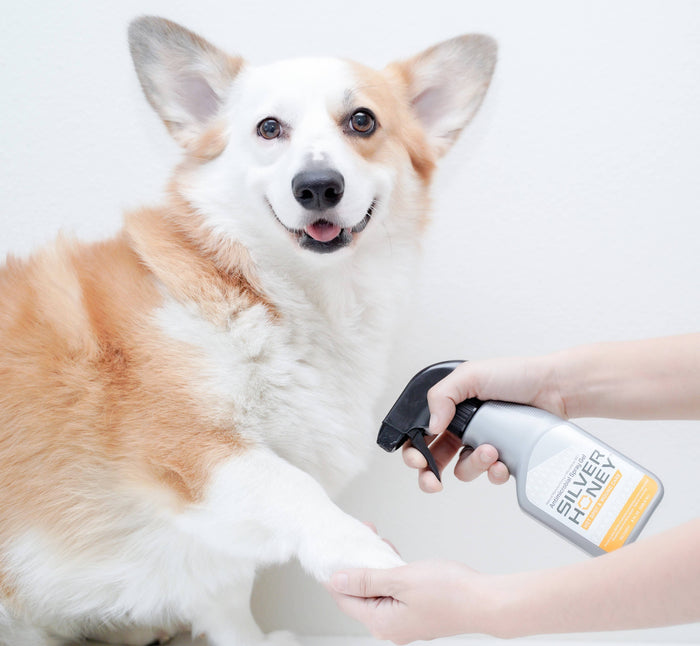 Pet Palette Distribution - Absorbine Pet - Silver Honey Hot Spot & Wound Spray 8 fl oz - Dog.Dog.Cat.
