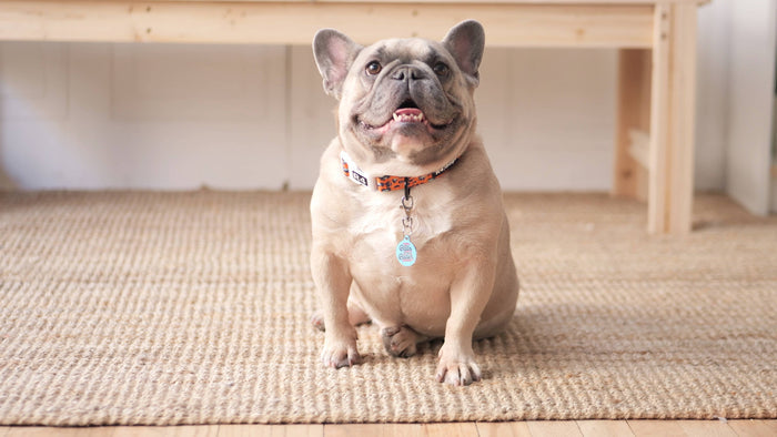 No Balls Still a Baller - Personalized Pet ID Tag w/QR Code - - Dog.Dog.Cat.