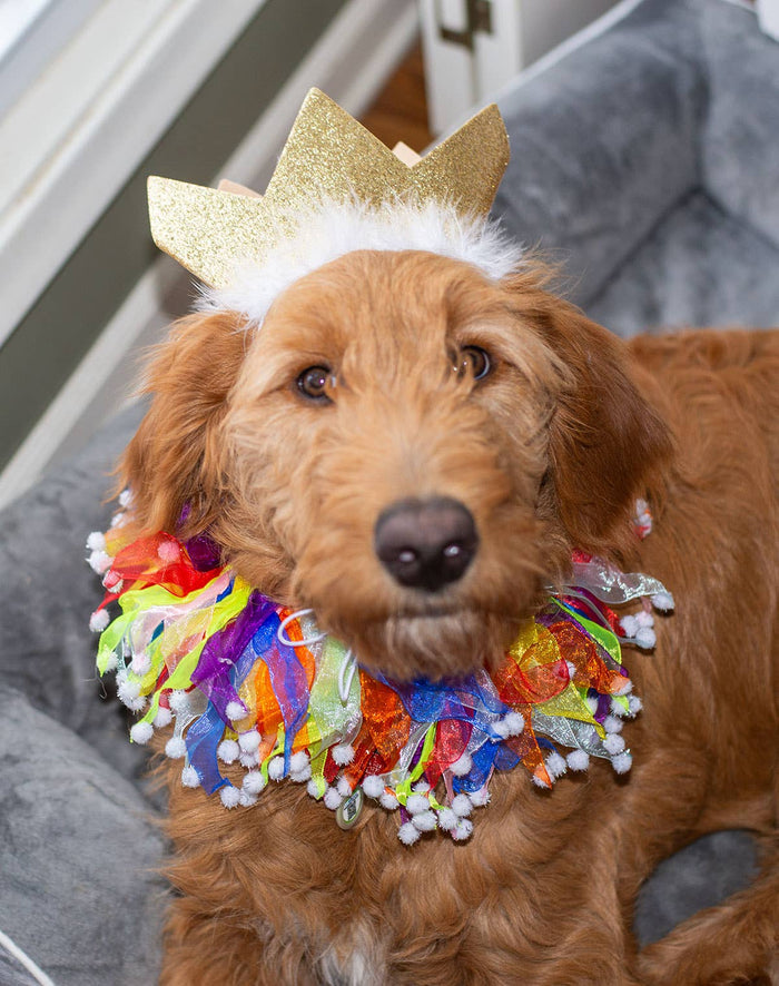 Multipet Party Crown Gold Small - Dog.Dog.Cat.