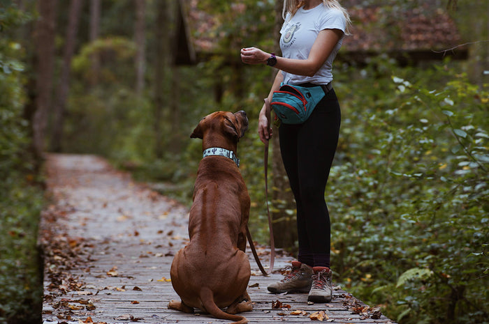 Agave Dog Collar - Dog.Dog.Cat.