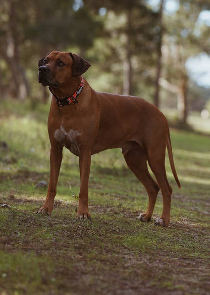 Aztec Dog Collar - Dog.Dog.Cat.