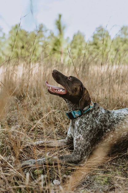 Bees Knees Teal Dog Collar - Dog.Dog.Cat.