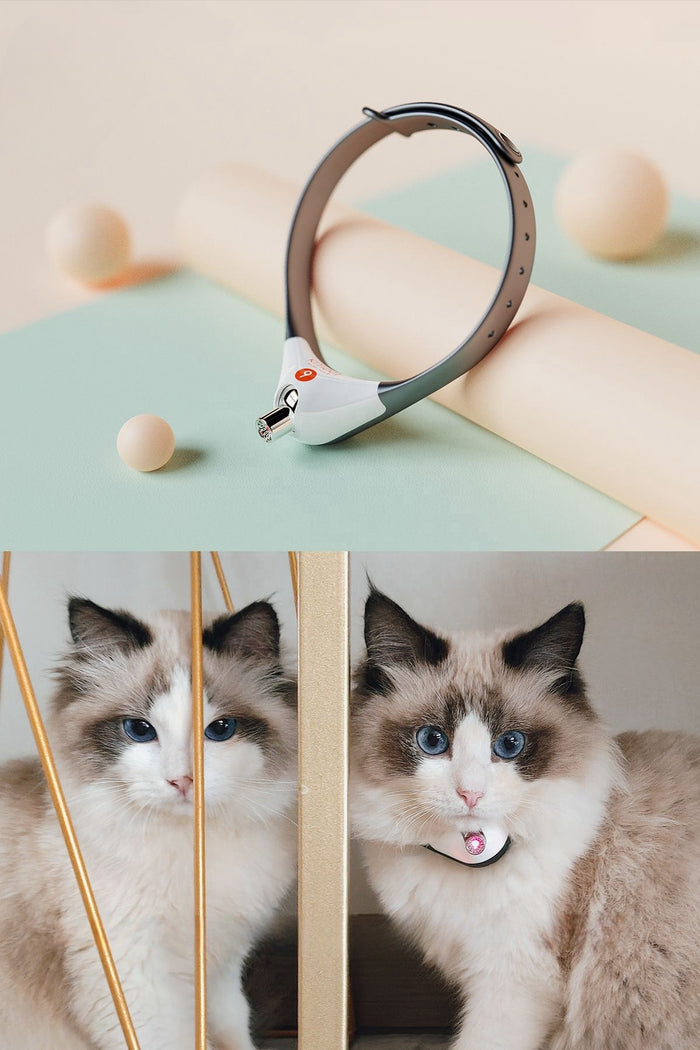 Cat Toy Laser Pointer Collar - Dog.Dog.Cat.