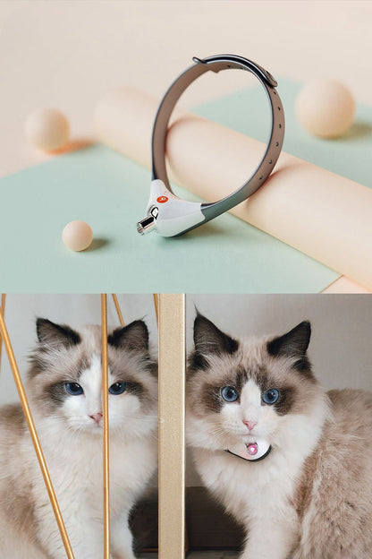 Cat Toy Laser Pointer Collar - Dog.Dog.Cat.