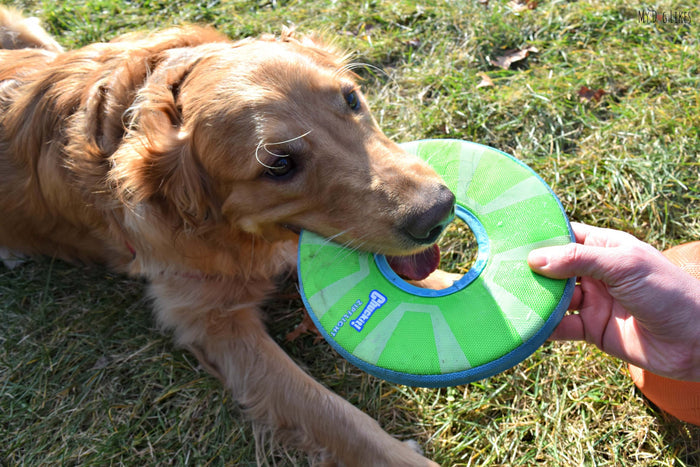 Chuckit! Amphibious Zip Flight - Dog.Dog.Cat.