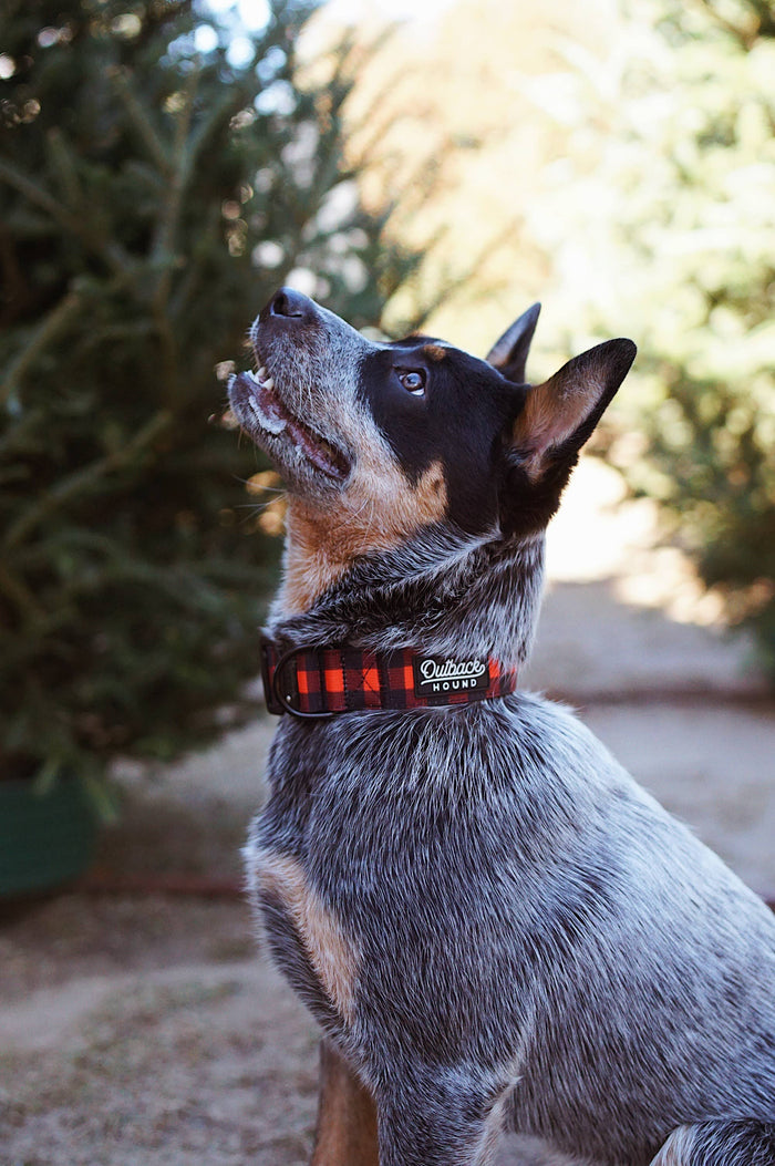 Outback Hound - Classic Plaid Dog Collar - Dog.Dog.Cat.