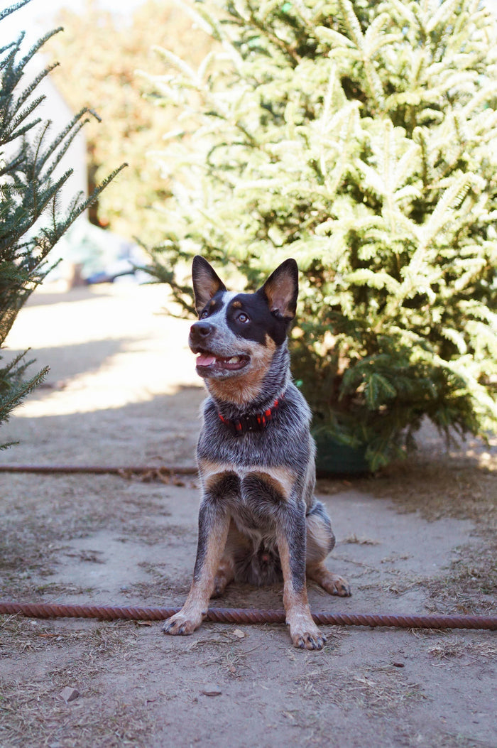 Outback Hound - Classic Plaid Dog Collar - Dog.Dog.Cat.