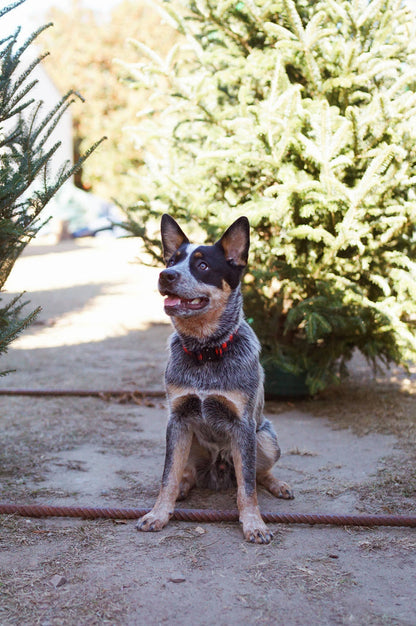 Outback Hound - Classic Plaid Dog Collar - Dog.Dog.Cat.