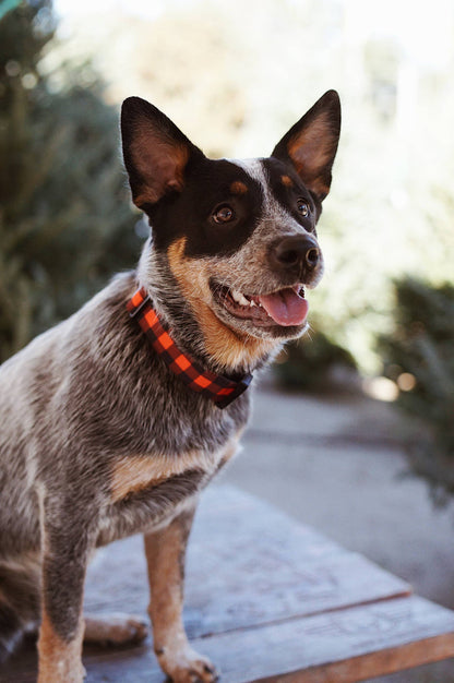 Outback Hound - Classic Plaid Dog Collar - Dog.Dog.Cat.