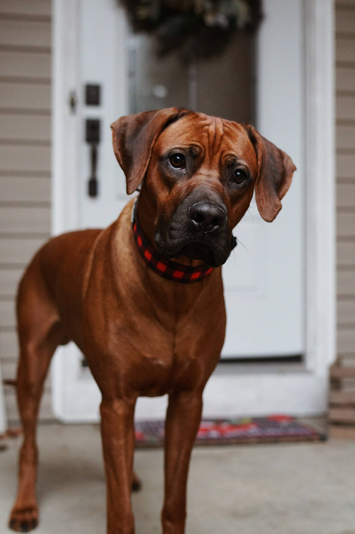 Outback Hound - Classic Plaid Dog Collar - Dog.Dog.Cat.