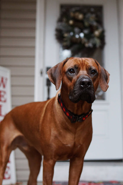 Outback Hound - Classic Plaid Dog Collar - Dog.Dog.Cat.