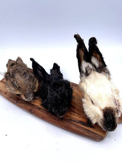 Rabbit Head - Dog.Dog.Cat.