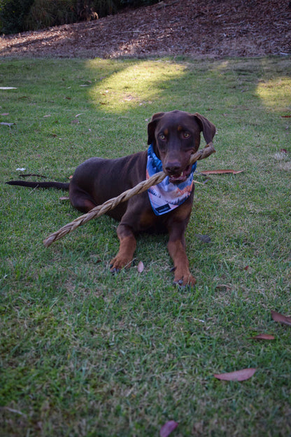 Dogginstix - 24" Braided Lamb Collagen Sticks - Dog.Dog.Cat.