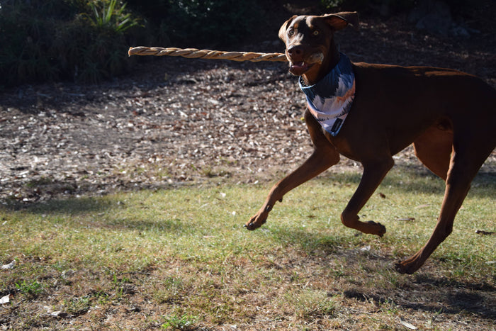 Dogginstix - 12" Braided Lamb Collagen Sticks - Dog.Dog.Cat.