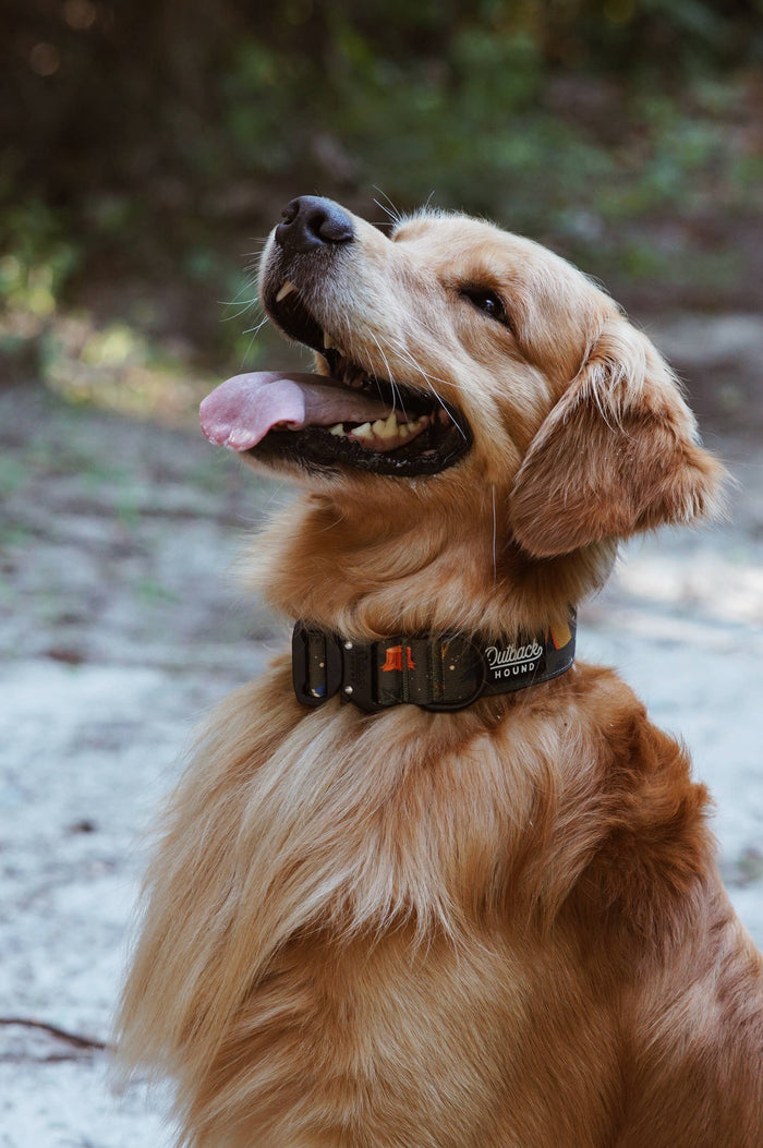 Enchanted Forest Dog Collar - Dog.Dog.Cat.