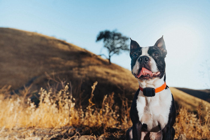 Fi Mini GPS Dog Collar - Real-Time Location Tracking for Dogs - Subscription Required - Dog.Dog.Cat.