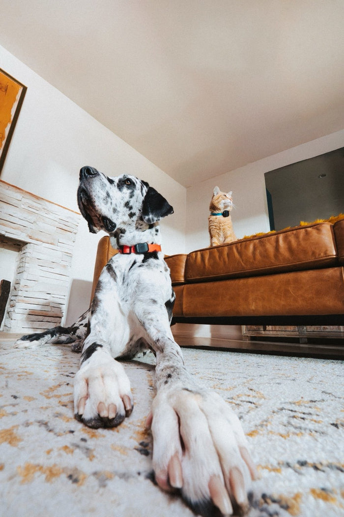 Fi Mini GPS Dog Collar - Real-Time Location Tracking for Dogs - Subscription Required - Dog.Dog.Cat.