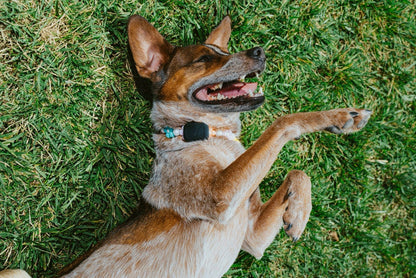 Fi Mini GPS Dog Collar - Real-Time Location Tracking for Dogs - Subscription Required - Dog.Dog.Cat.