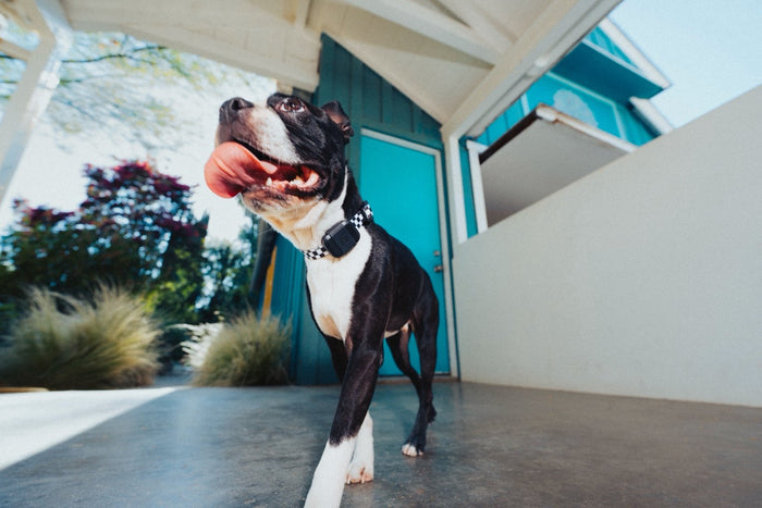 Fi Mini GPS Dog Collar - Real-Time Location Tracking for Dogs - Subscription Required - Dog.Dog.Cat.
