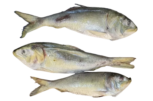 Frost Fang LLC - Freeze-Dried Menhaden (Large) - Dog.Dog.Cat.