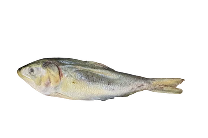 Freeze-Dried Menhaden (Large) Dog & Cat Treats by Frost Fang - Wild-Caught Whole Fish - Dog.Dog.Cat.