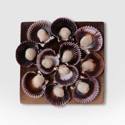 Fish & Shell Variety Box - SEATOPIA