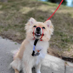 Heather's Heroes Sidekick Leash - Dog.Dog.Cat.