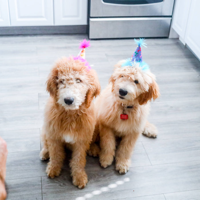Party Time Pink Party Hat with SnugFit® - Dog.Dog.Cat.