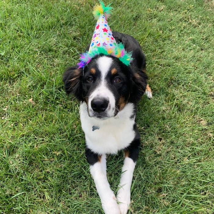 Huxley & Kent Superstar Party Hat with SnugFit® - Dog Birthday Hat - Gold Stars - Dog.Dog.Cat.