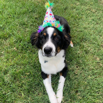 Huxley & Kent Superstar Party Hat with SnugFit® - Dog Birthday Hat - Gold Stars - Dog.Dog.Cat.