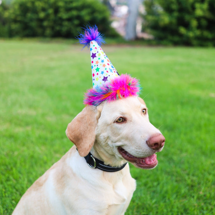 Huxley & Kent Superstar Party Hat with SnugFit® - Dog Birthday Hat - Gold Stars - Dog.Dog.Cat.