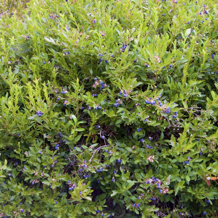 Jubilee Blueberry Bush (7863715528959)