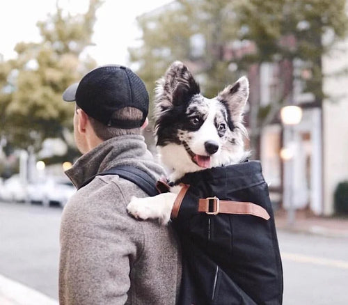 K9 SPORT SACK™ URBAN - Dog.Dog.Cat.
