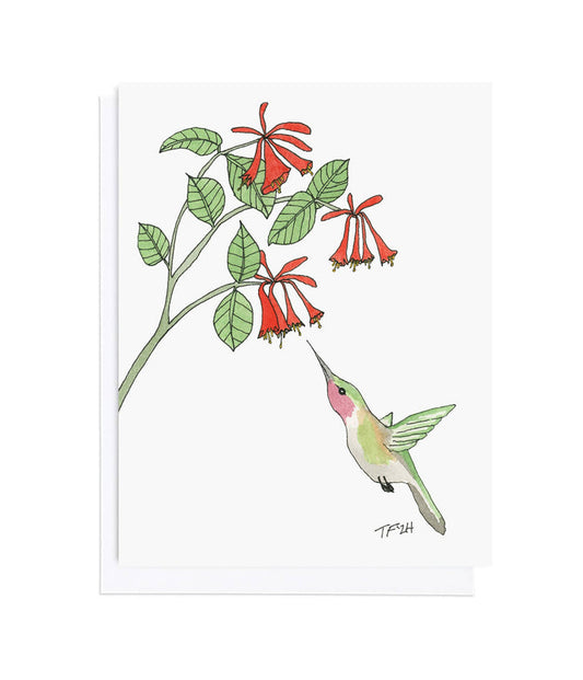 Lonicera Sempervirens and Hummingbird, Botanical