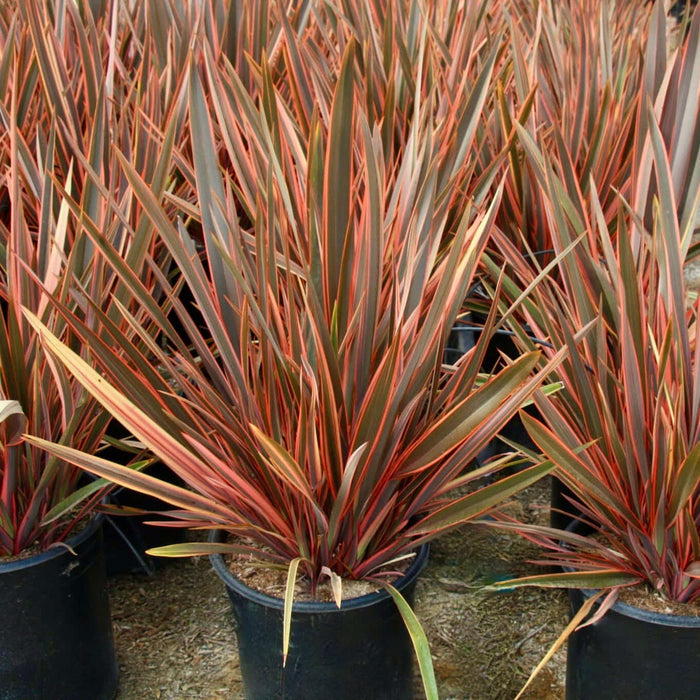 Maori-Queen-New-Zealand-Flax (7904548585727)