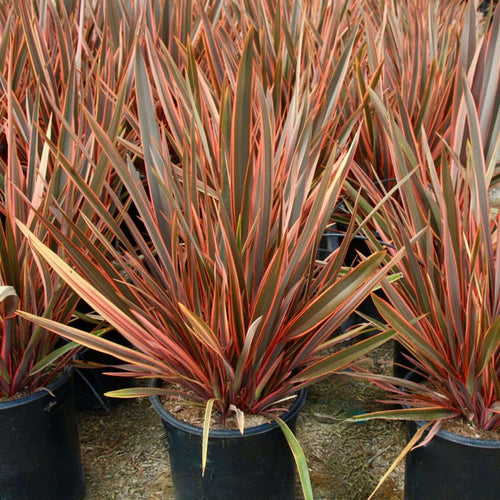 Maori-Queen-New-Zealand-Flax (7904548585727)