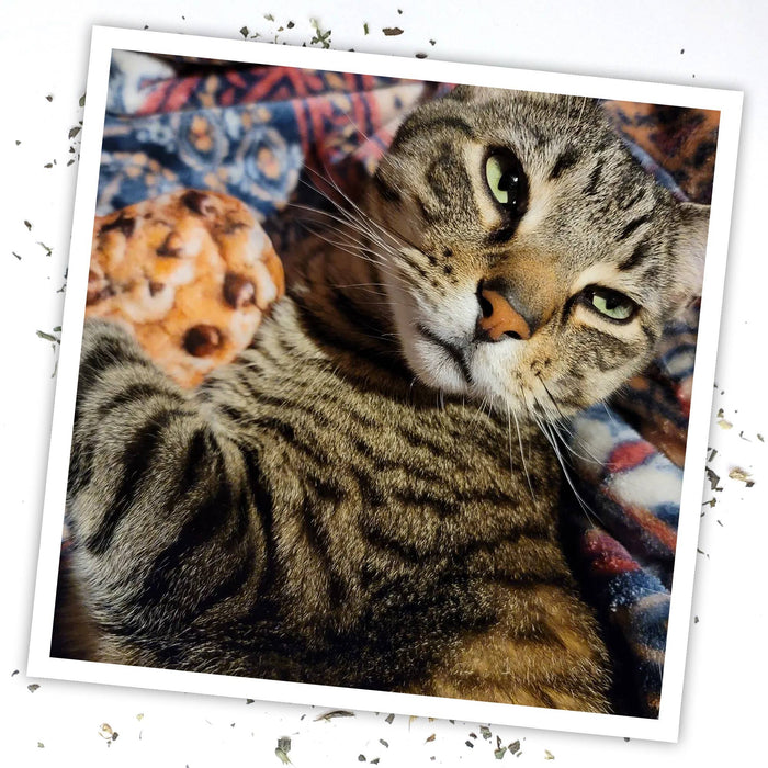 Meowijuana Get Baked Cookie Cat Toy - Dog.Dog.Cat.