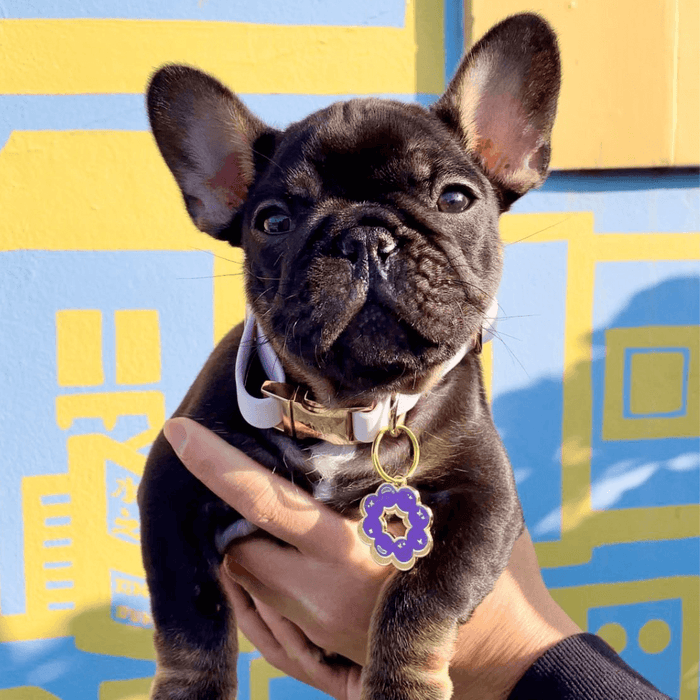 Mochi Donut Pet ID Tags - Dog.Dog.Cat.