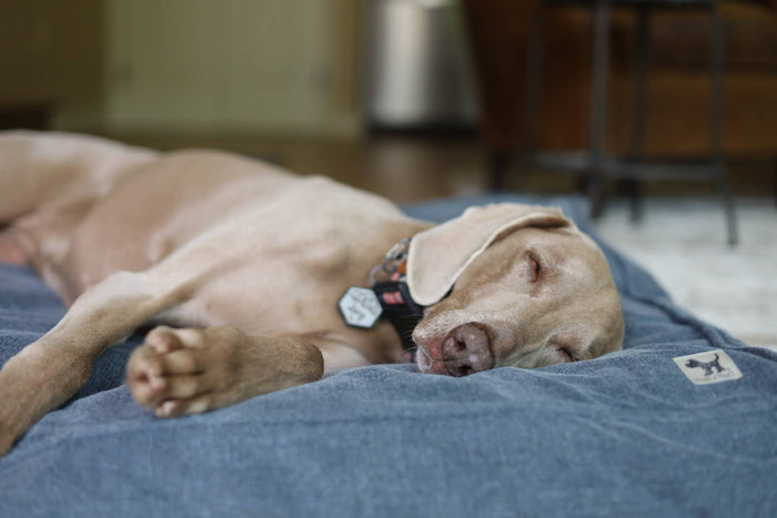 Molly Mutt - Dragonstone Organic Cotton Dog Duvet - Dog.Dog.Cat.