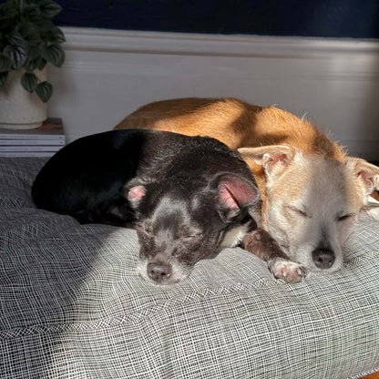 Molly Mutt - River Dog Duvet - Dog.Dog.Cat.
