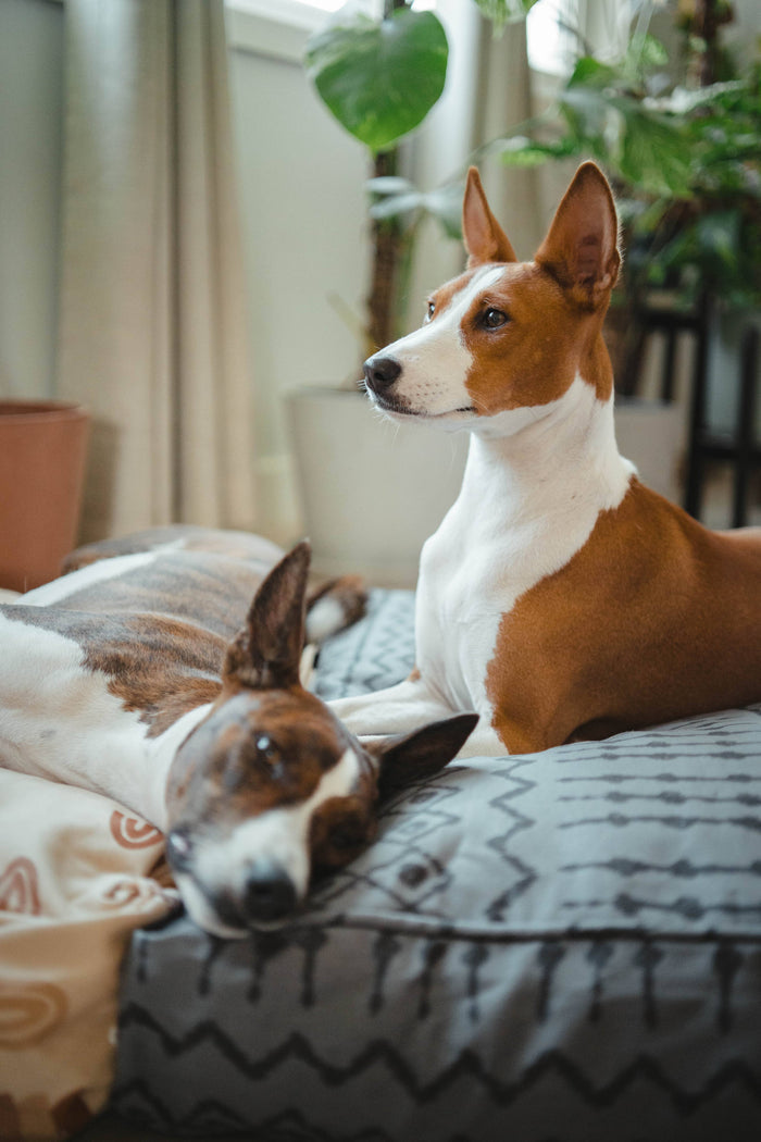 Molly Mutt - Wild World Dog Duvet - Dog.Dog.Cat.