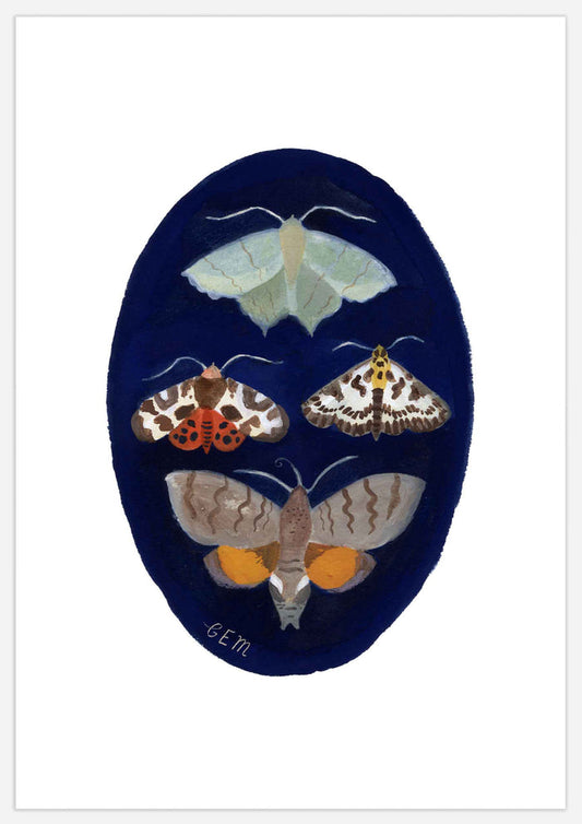 Moth Studies Print