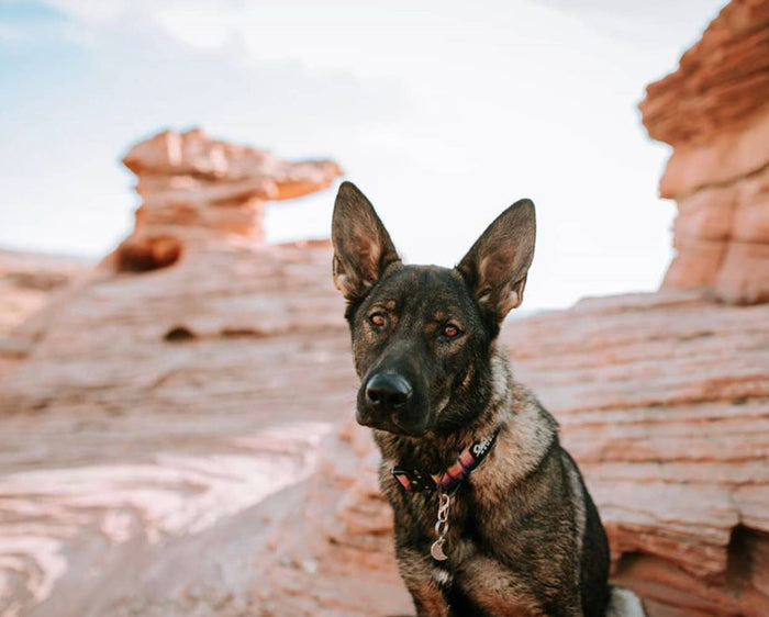 Mountain Sunrise Dog Collar - Dog.Dog.Cat.