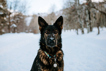 Mountain Sunset Dog Collar - Dog.Dog.Cat.