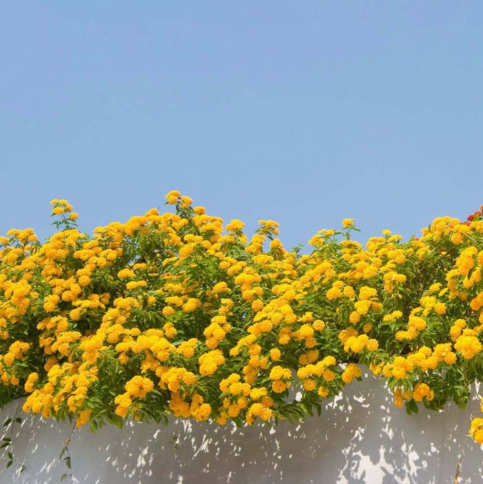 New Gold Lantana (7909601116415)