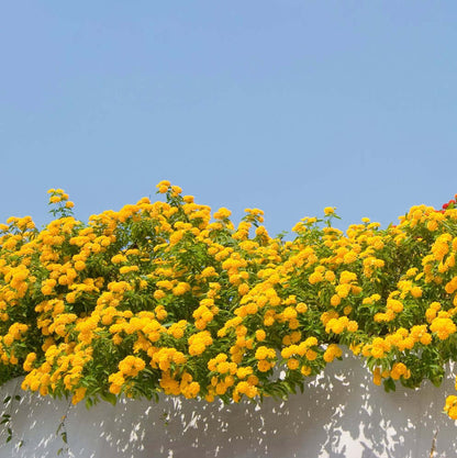 New Gold Lantana (7909601116415)