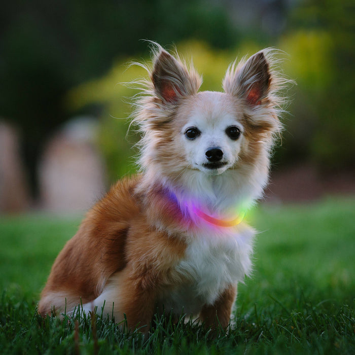 Nite Ize NiteHowl Mini Rechargeable LED Safety Necklace - Dog.Dog.Cat.