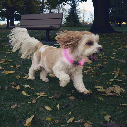 Nite Ize NiteHowl® Rechargeable LED Safety Necklace - Pink - Dog.Dog.Cat.