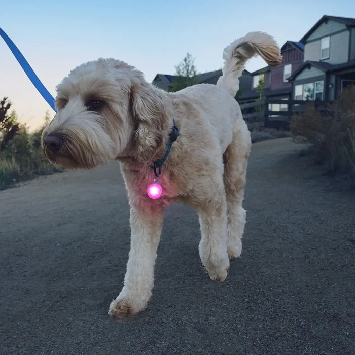 Nite Ize SpotLit® Rechargeable Collar Light - Pink - Dog.Dog.Cat.