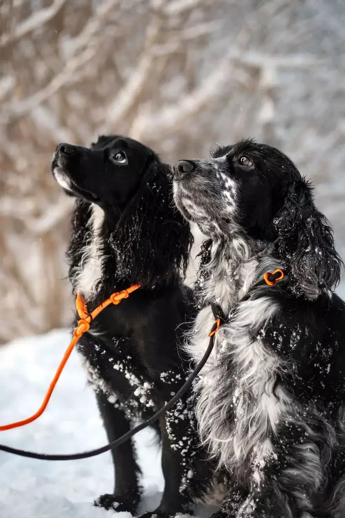 Non-stop Dogwear Retriever Leash - 1.6M (5.2 ft) Reflective Dog Leash - Dog.Dog.Cat.